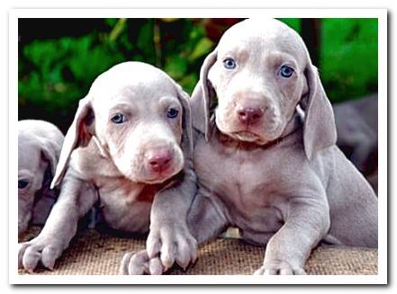shorthaired pointer puppies
