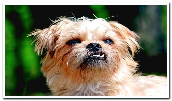 Character of the Brussels Griffon and advice for the breed