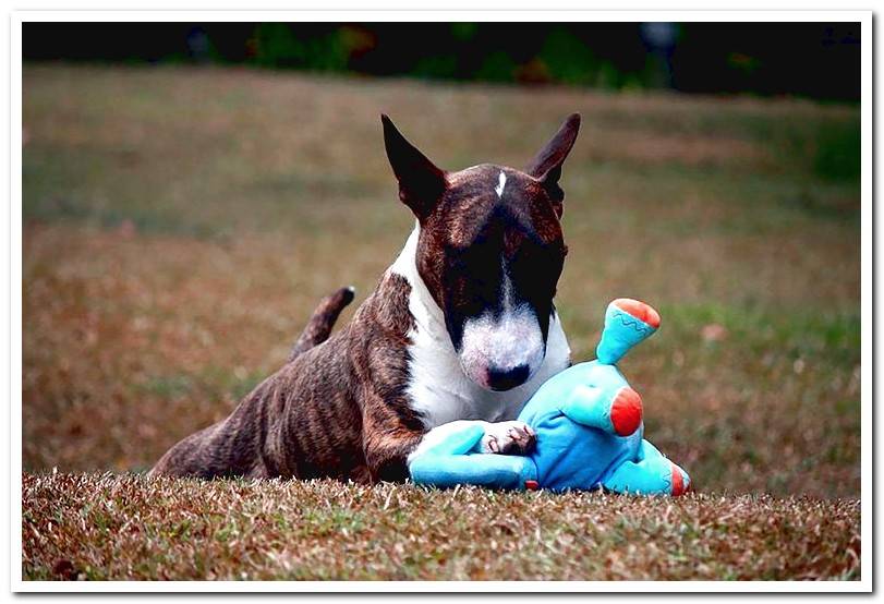 bull-terrier-playing-with-a-stuffed animal
