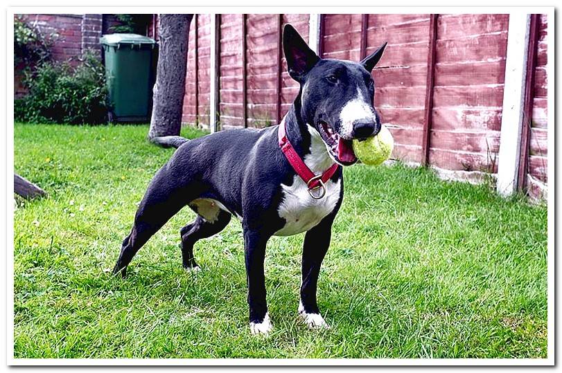 bull-terrier-playing-with-the-ball