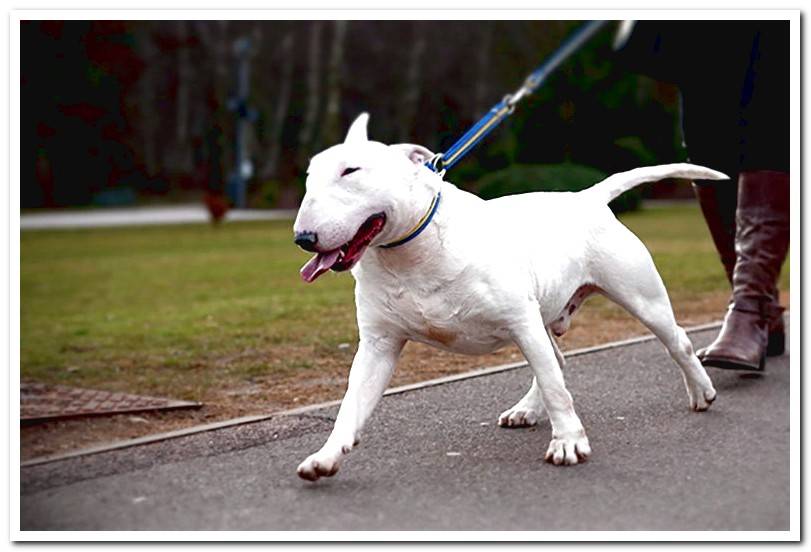 bull-terrier-walking