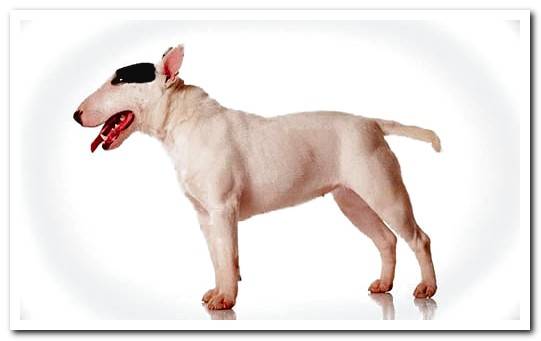 english bull terrier dog