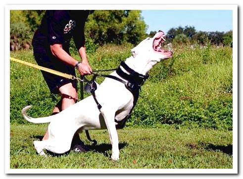 Argentine Dogo