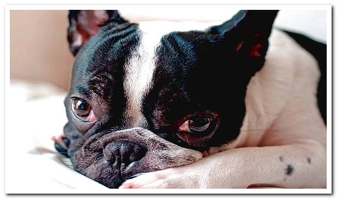 French Bulldog breed dog lying down