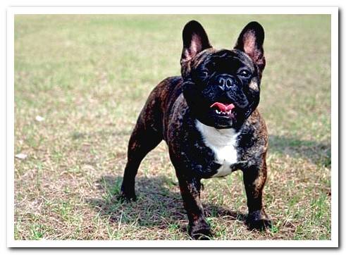 french bulldog