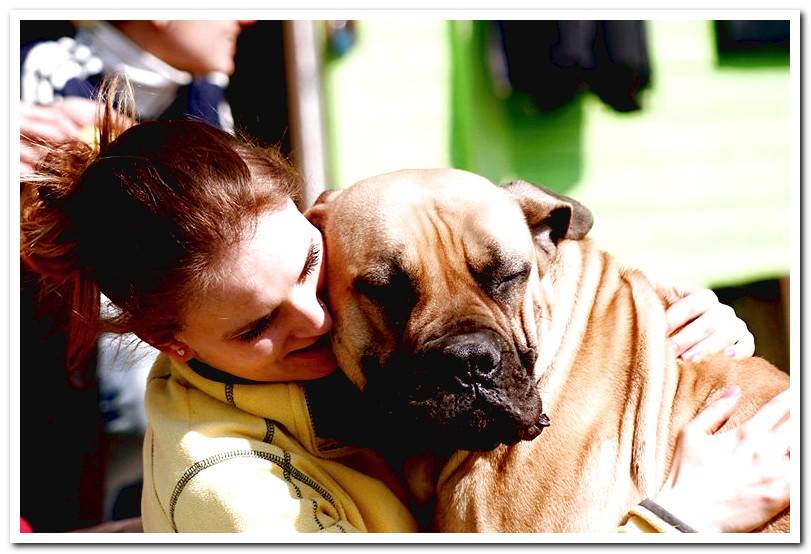 bullmastiff-receiving-pampering-from-his-human