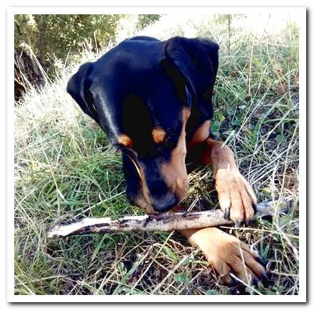 dog eating a branch