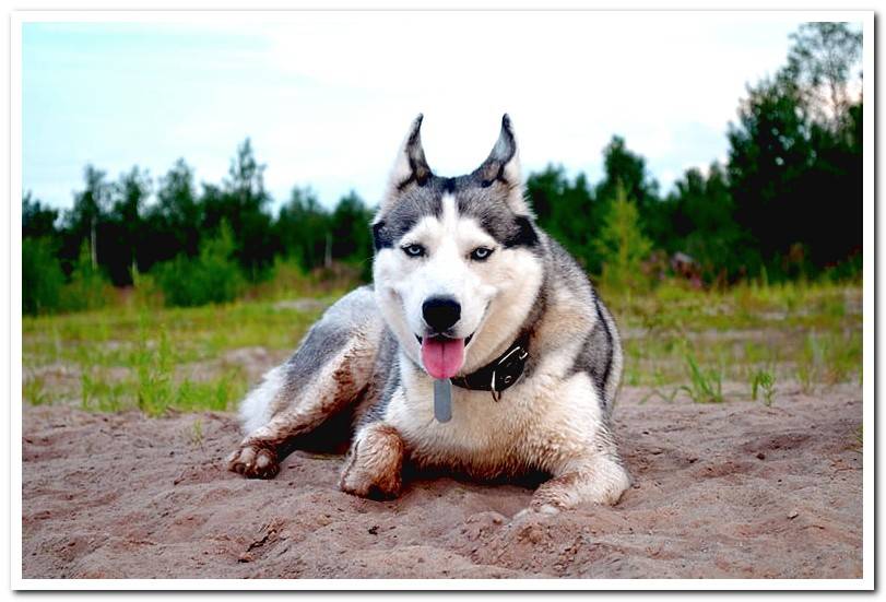 but-husky-lying-on-the-sand