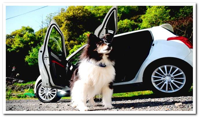 dog next to the car