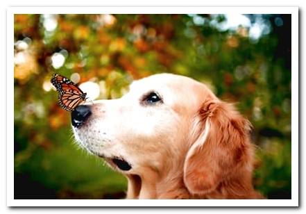 dog and butterfly