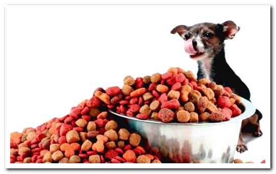 buy quality dog ​​food