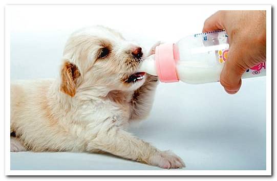 bottle feeding a puppy