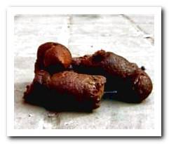 hard dog feces
