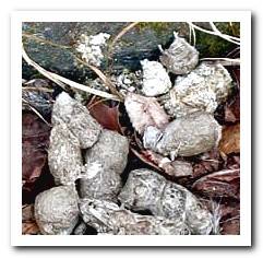 gray dog ​​feces