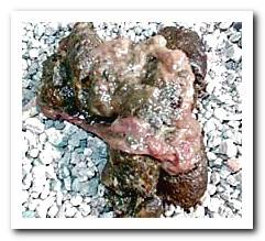 Color and type of dog feces | Meanings