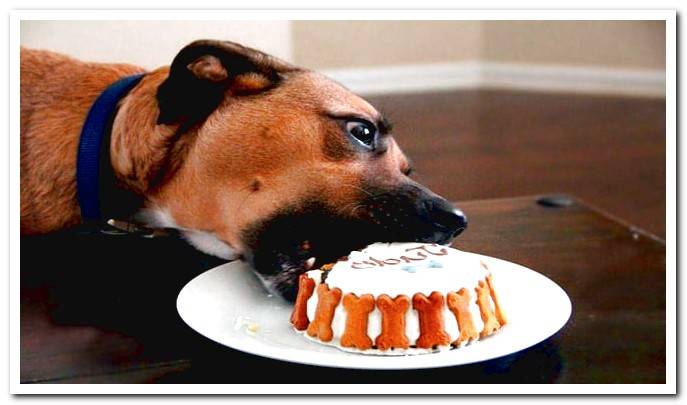 cake for dog