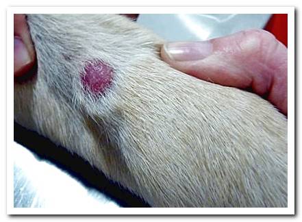 Skin diseases in dogs - Complete guide with photos