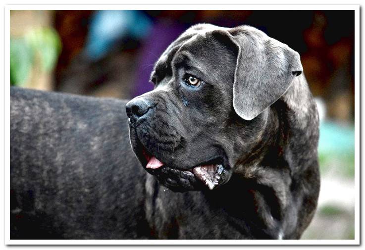 Complete guide to the Cane Corso breed With photos and video!