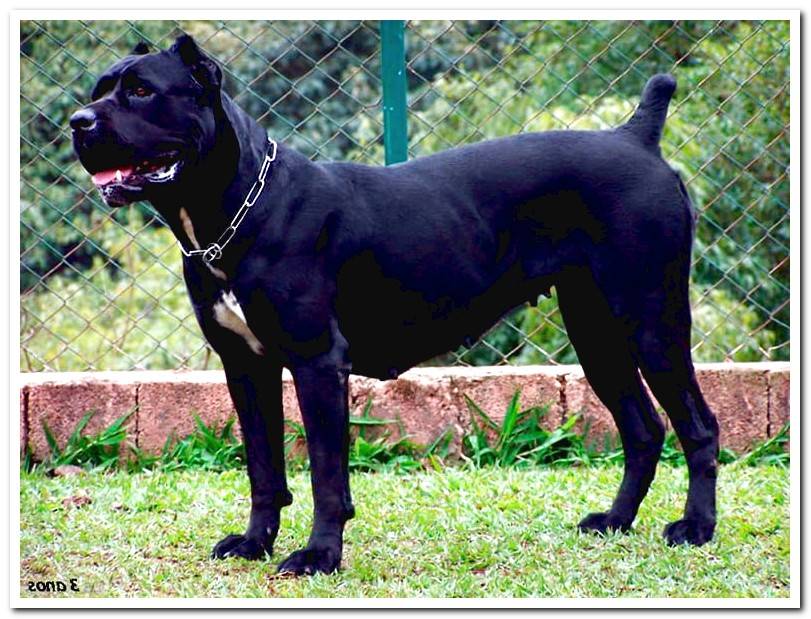 female-of-cane-corso