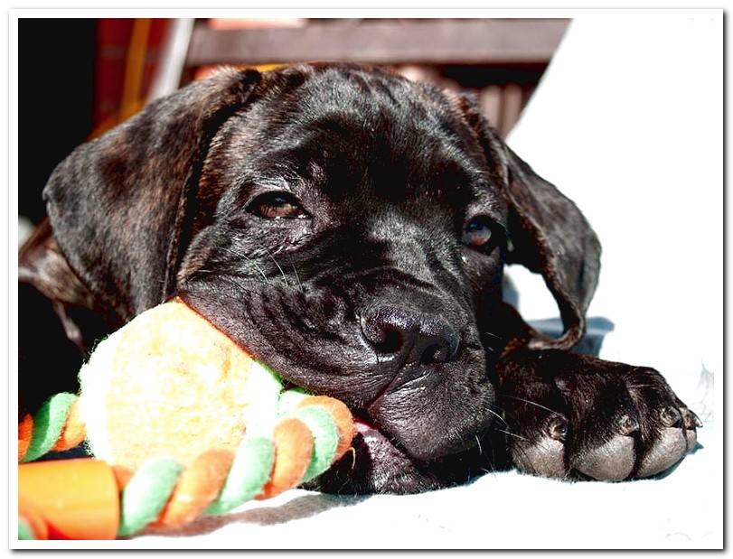 cane-corso-puppy-biting-a-toy