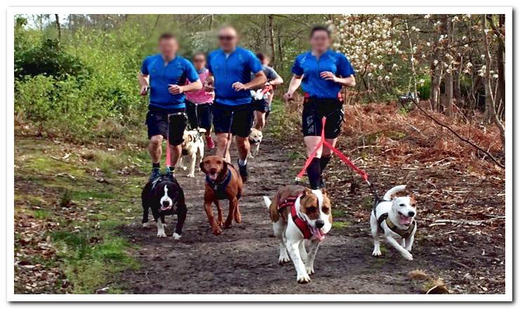 canicross sport dogs