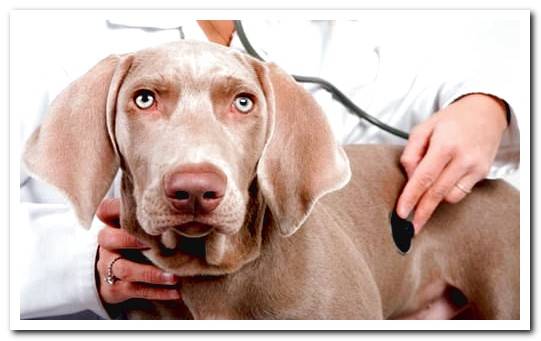 dog at vet