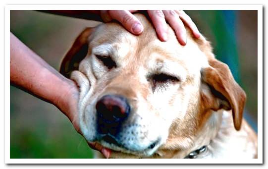 petting dog