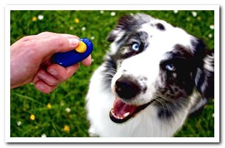 dog with a clicker