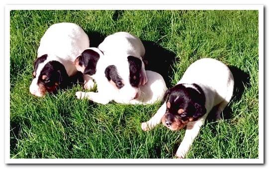 cellar buzzard puppies playing