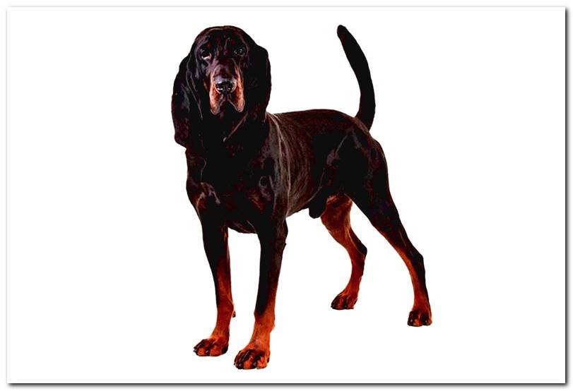characteristics-of-a-Black-and-Tan-Coonhound