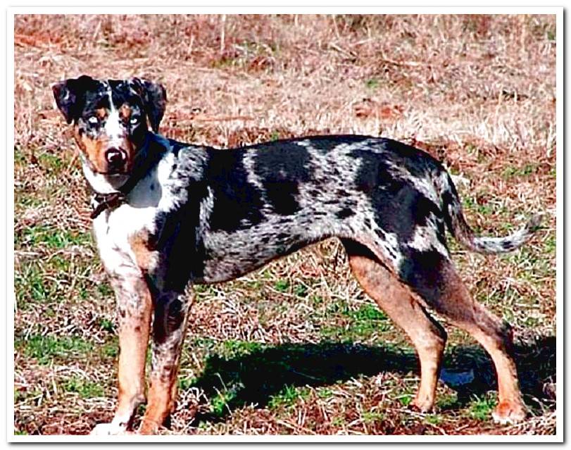 features-of-the-American-Leopard-Hound