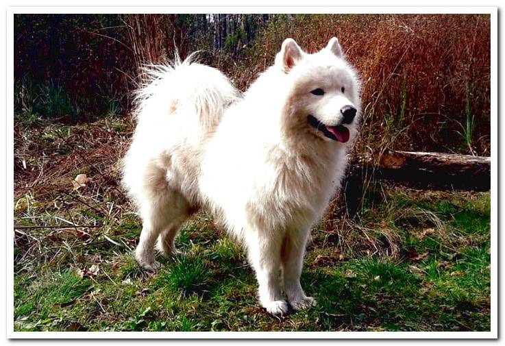 Samoyed-characteristics