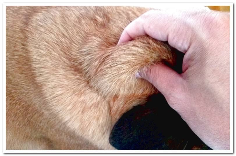 checking-the-elasticity-of-the-skin-of-a-dog