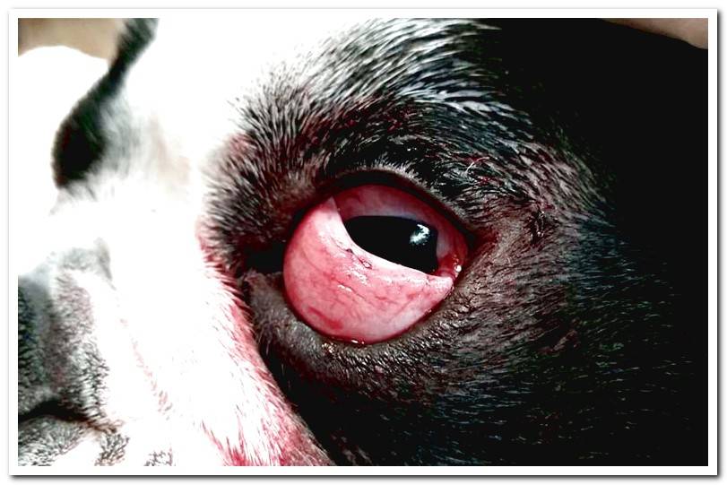 cherry-eye-syndrome-in-a-dog