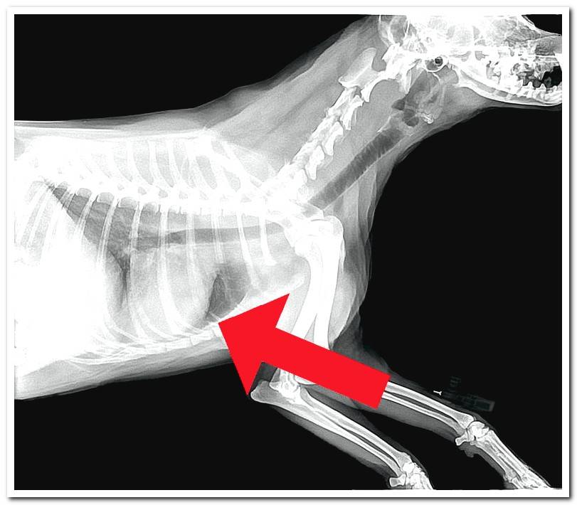 chest-x-ray-of-a-dog