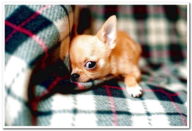 chihuahua-on-the-couch