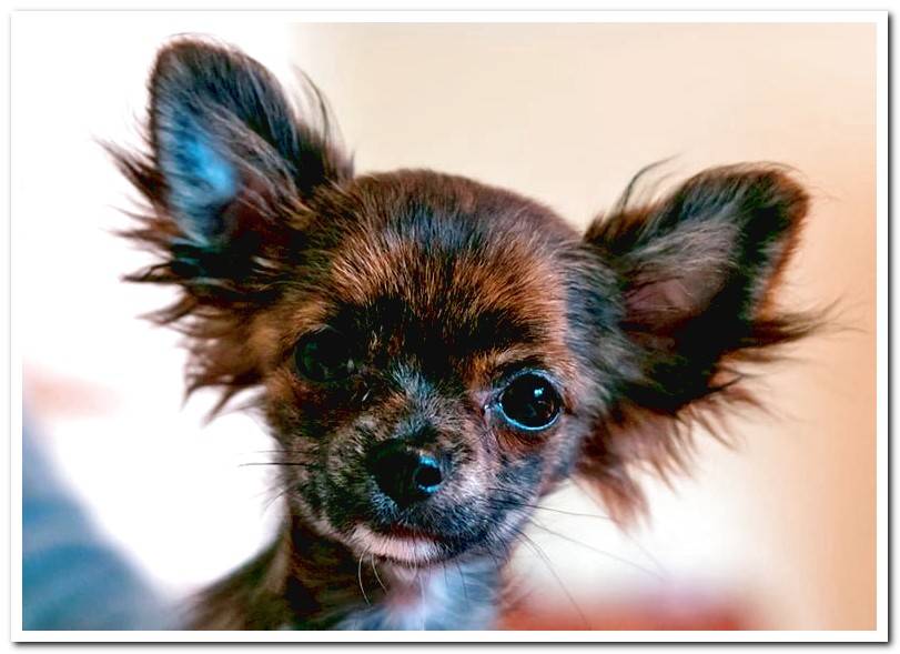 chihuahua-puppy