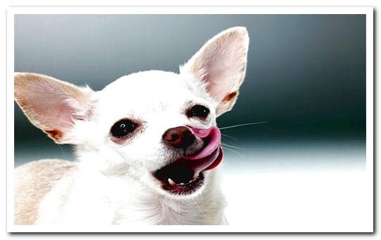 How much does a chihuahua dog eat per day?