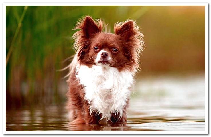 chihuahua-with-long-hair