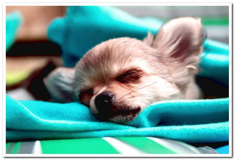chihuahua-with-ataxia-resting-in-his-bed