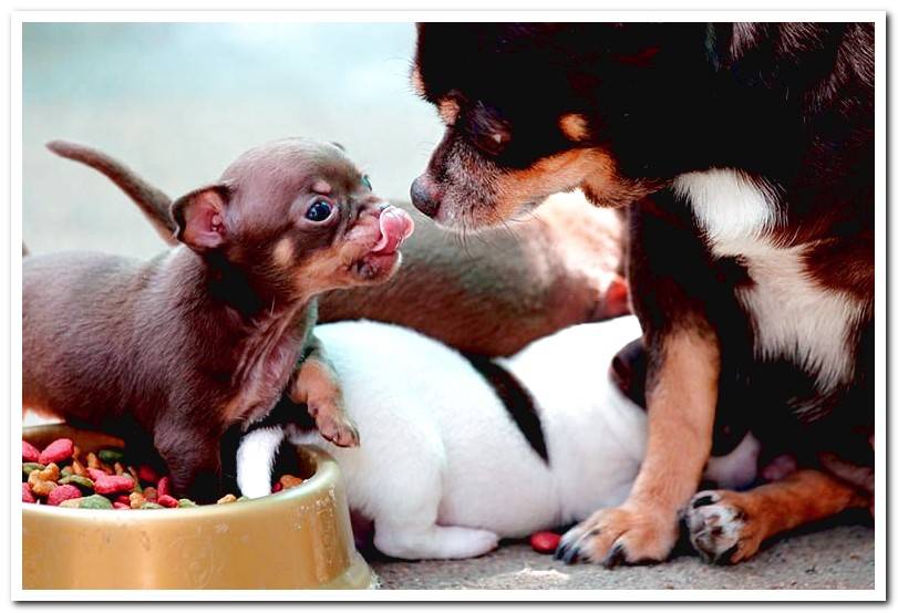 chihuahua-with-his-puppy-while-eating
