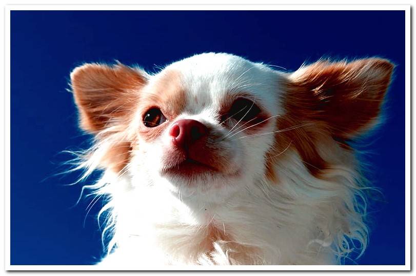 How to care for a long-haired chihuahua?