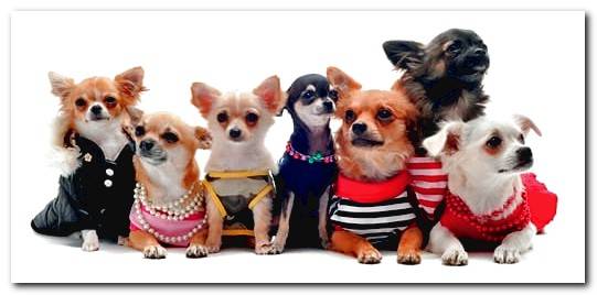 dressed chihuahuas