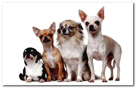 types of chihuahua dog