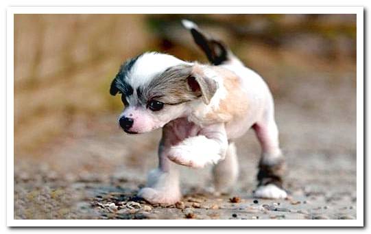 chinese crested puppy