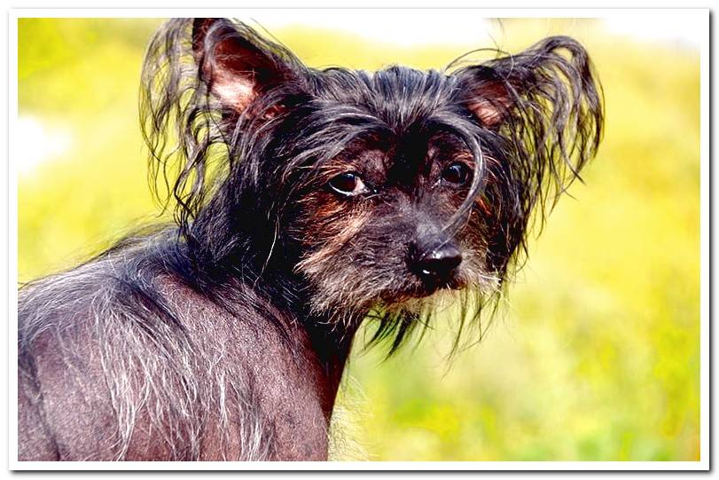 chinese crested