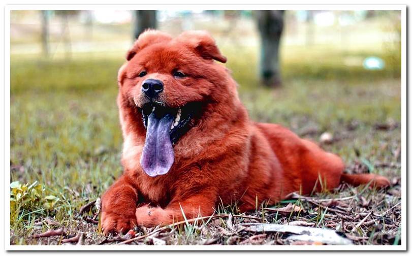dog-chow-chow-with-its-tongue-blue-out