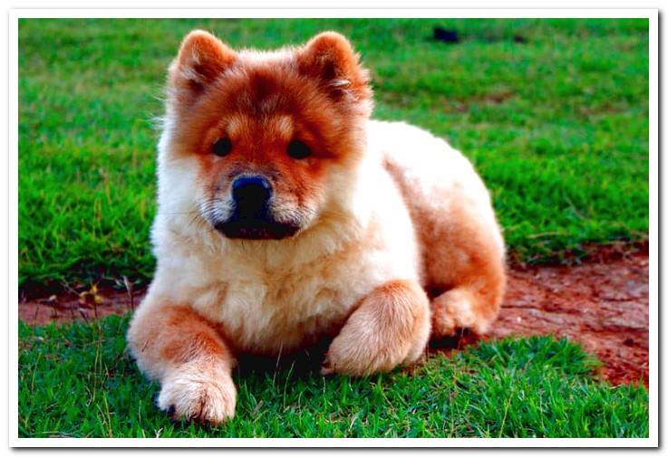 Chow Chow - Characteristics, temperament and photos