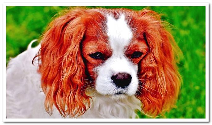 How to shine my dog's hair