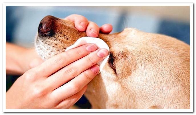 clean the dog's eye with chamomile